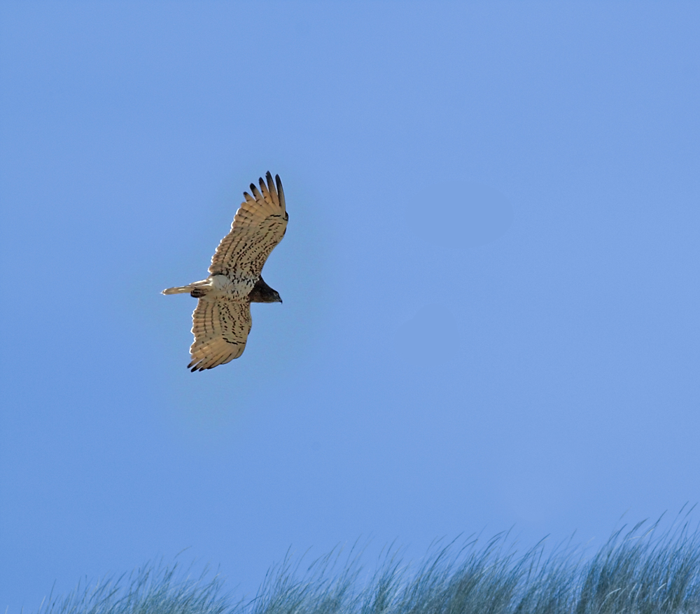 Europäischer Schlangenadler (1.)