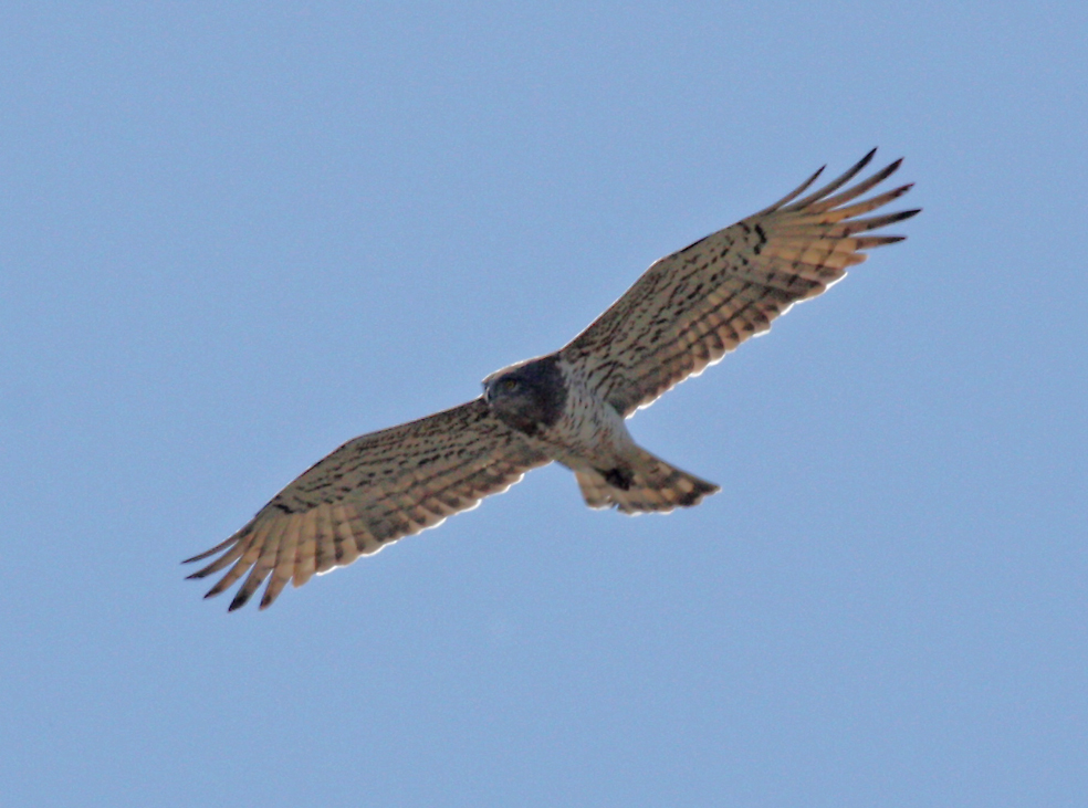 Europäischer Schlangenadler (2.)