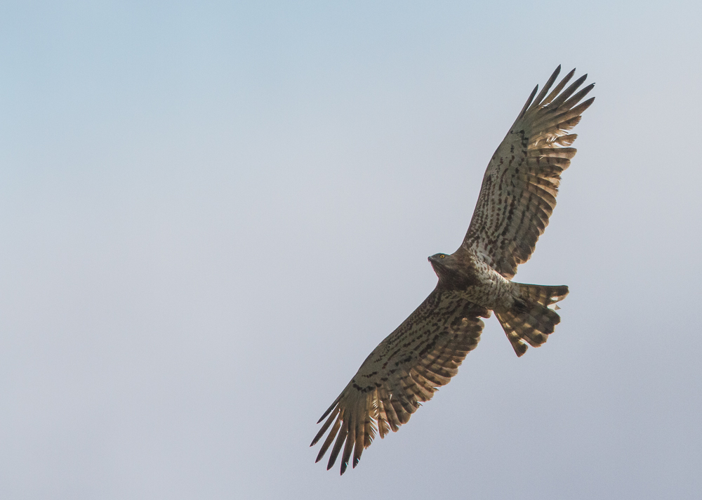 Europäischer Schlangenadler