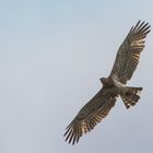 Europäischer Schlangenadler