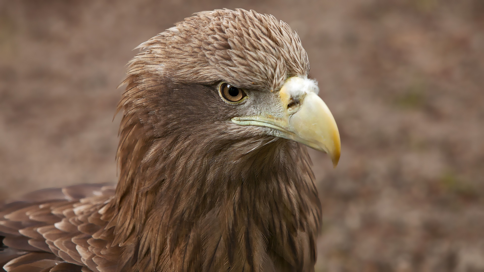 Europäischer Seeadler 001