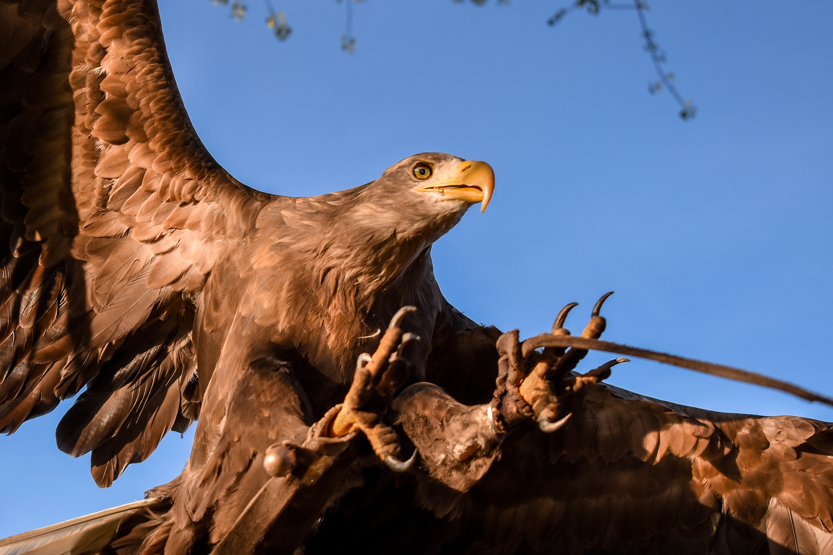 Europäischer Seeadler