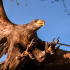 Europäischer Seeadler