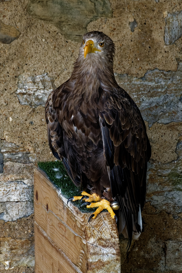 Europäischer Seeadler