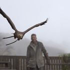 Europäischer Seeadler