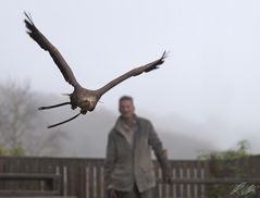 Europäischer Seeadler