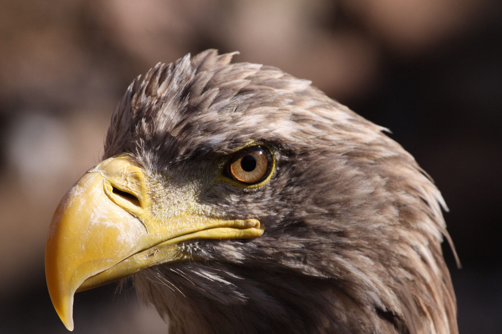 Europäischer Seeadler