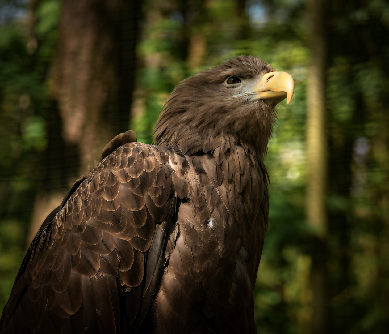 Europäischer Seeadler