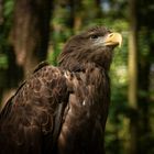 Europäischer Seeadler