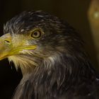 Europäischer Seeadler