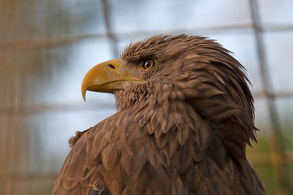 europäischer Seeadler