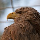 europäischer Seeadler