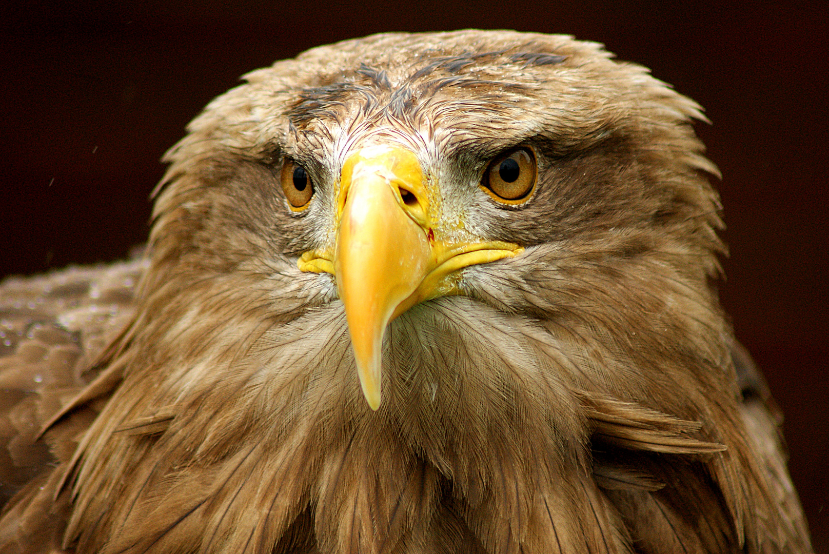 europäischer Seeadler