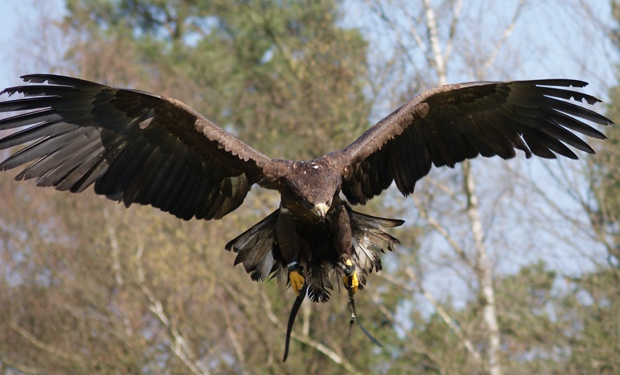 Europäischer Seeadler