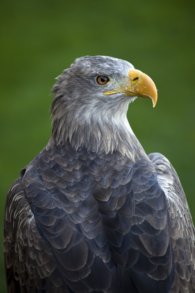 europäischer Seeadler