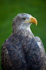 europäischer Seeadler