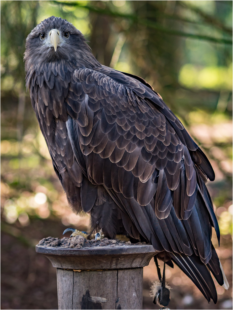 Europäischer Seeadler