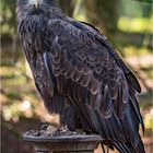 Europäischer Seeadler