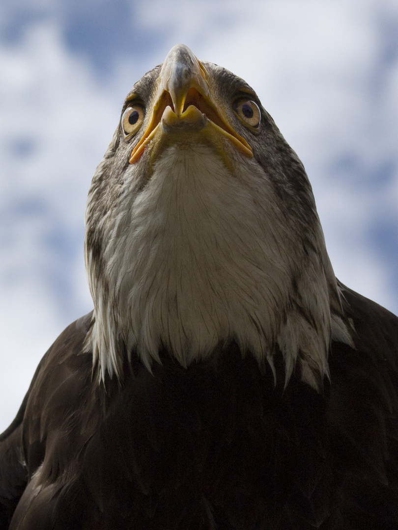 Europäischer Seeadler