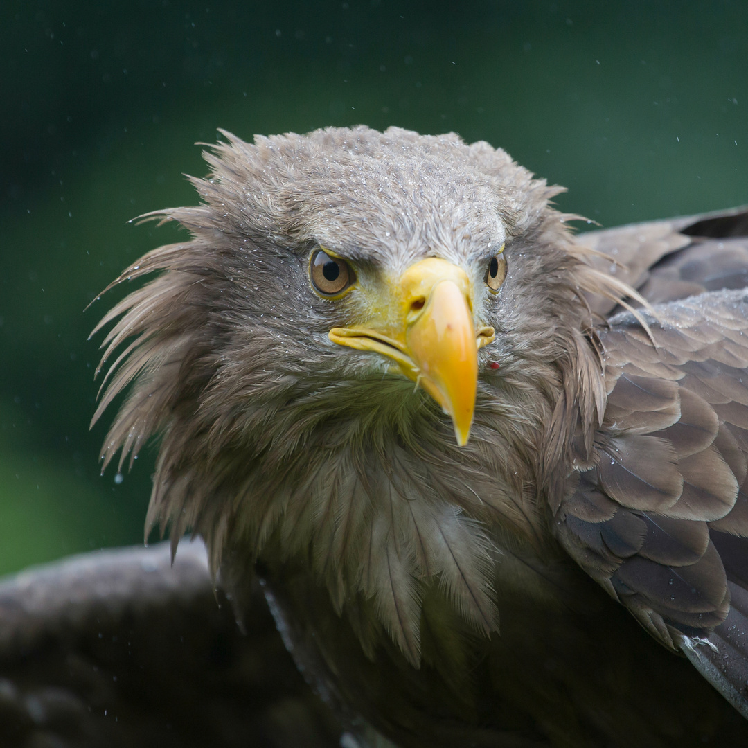 Europäischer Seeadler