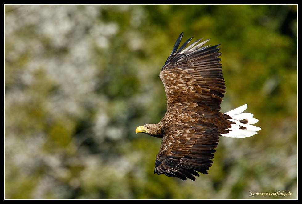 Europäischer Seeadler