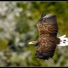 Europäischer Seeadler