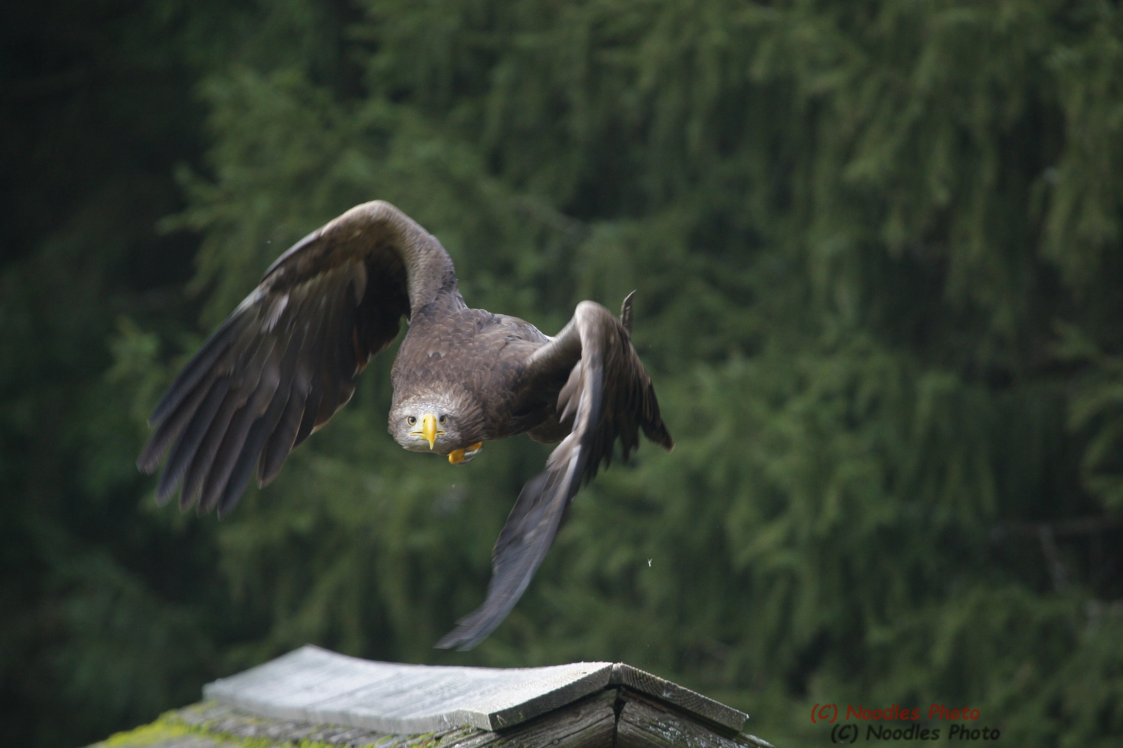 europäischer Seeadler