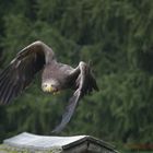 europäischer Seeadler