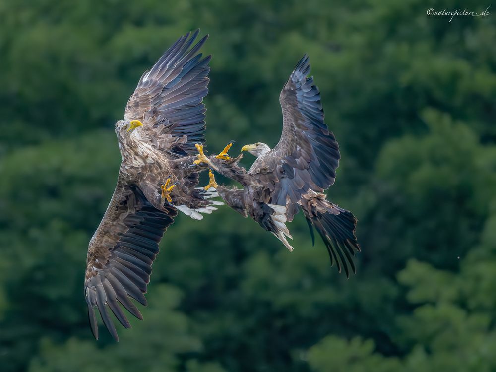 Europäischer Seeadler