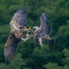 Europäischer Seeadler