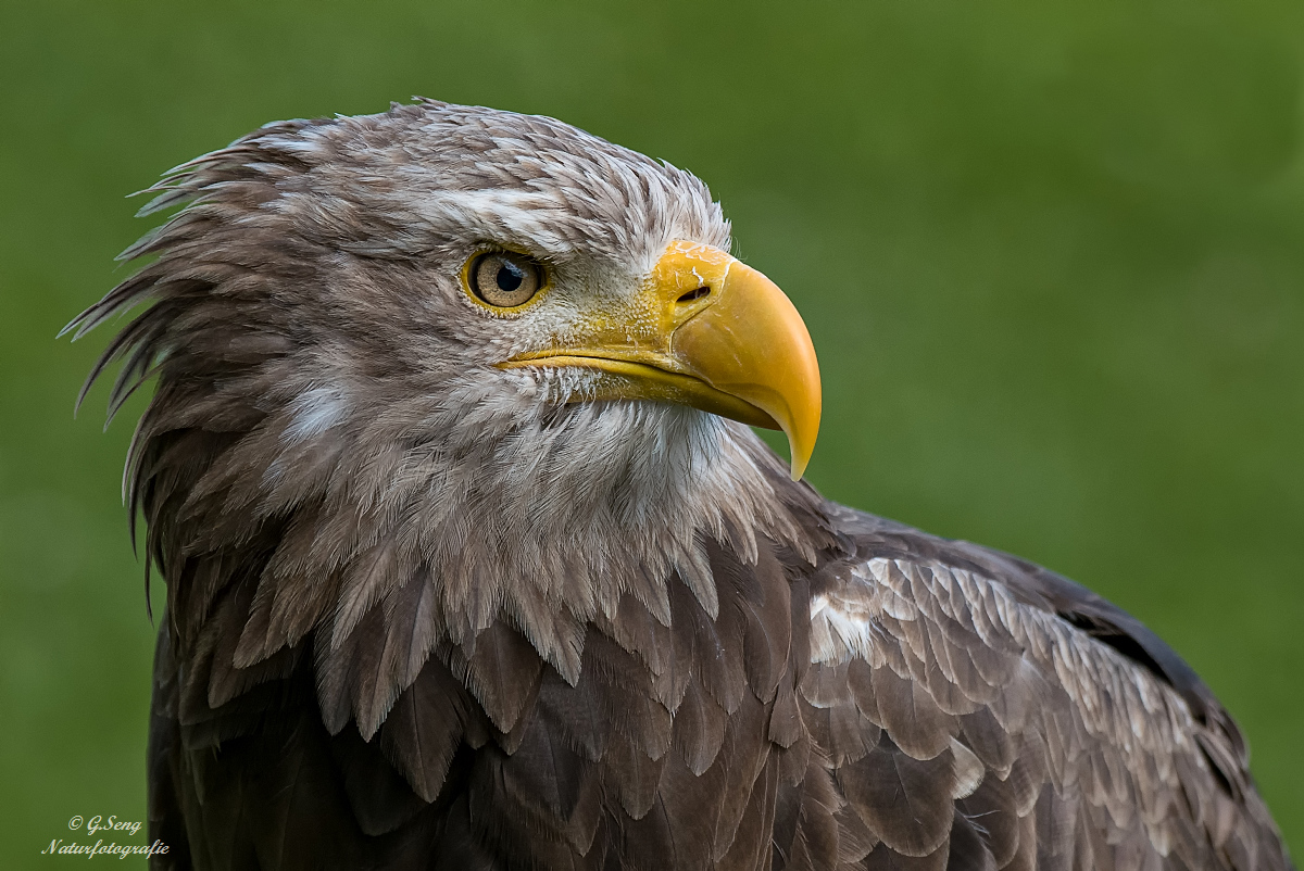 Europäischer Seeadler