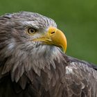 Europäischer Seeadler