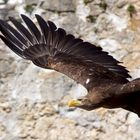 Europäischer Seeadler