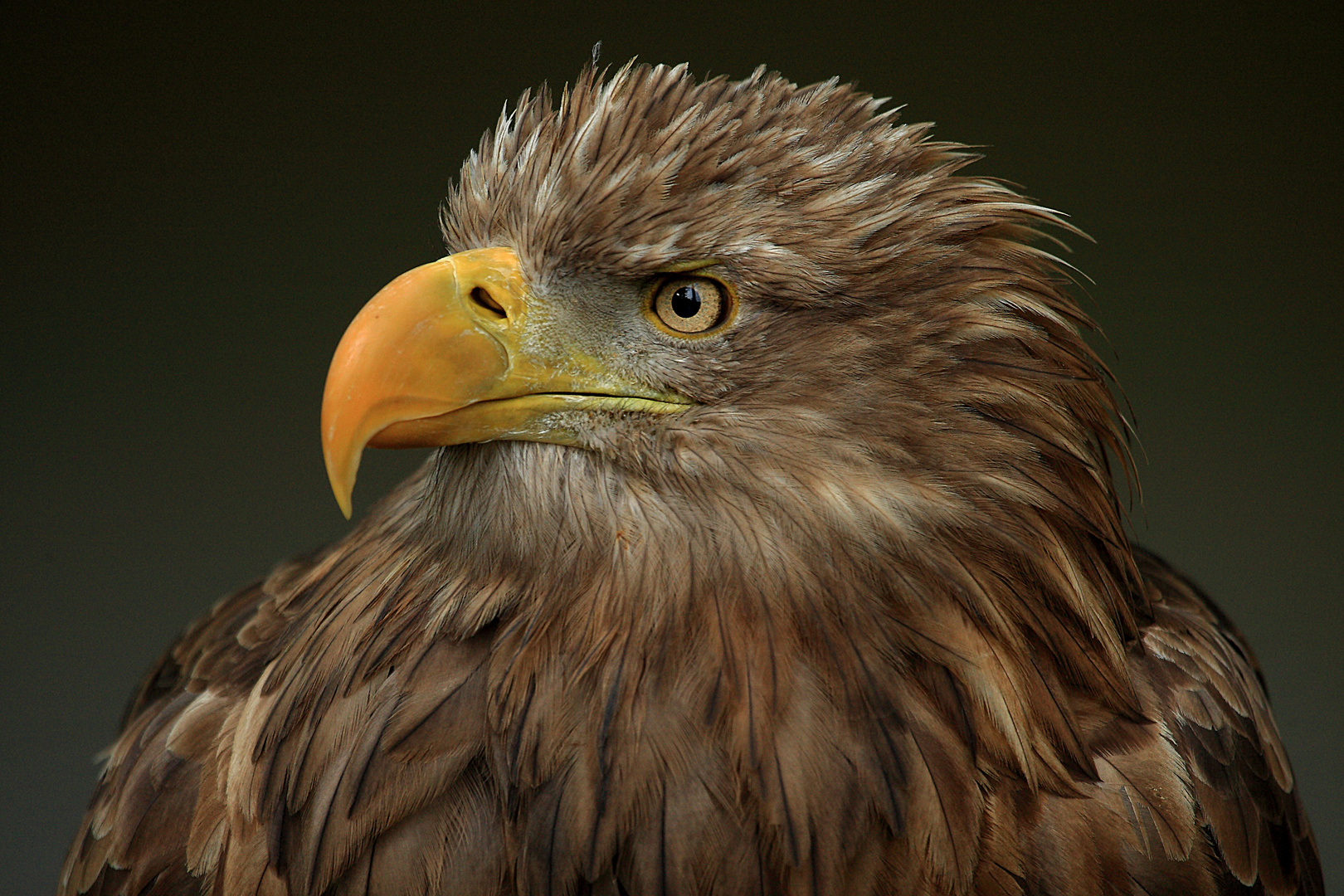 Europäischer Seeadler. Foto & Bild fotos, dokumentation, natur Bilder auf Europäischer Seeadler. Foto & Bild fotos, dokumentation, natur Bilder auf