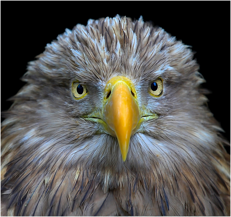 Europäischer Seeadler