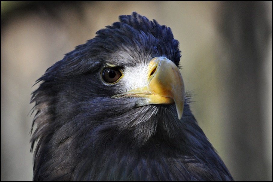 + Europäischer Seeadler +