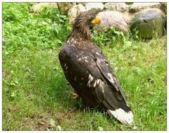 Europäischer Seeadler