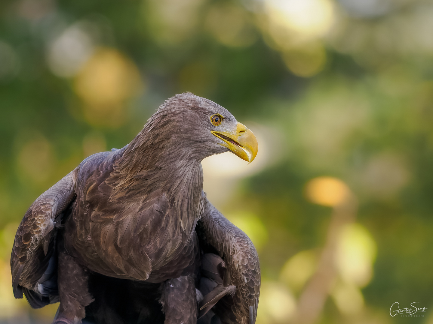 Europäischer Seeadler