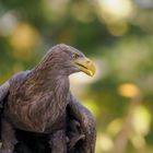 Europäischer Seeadler