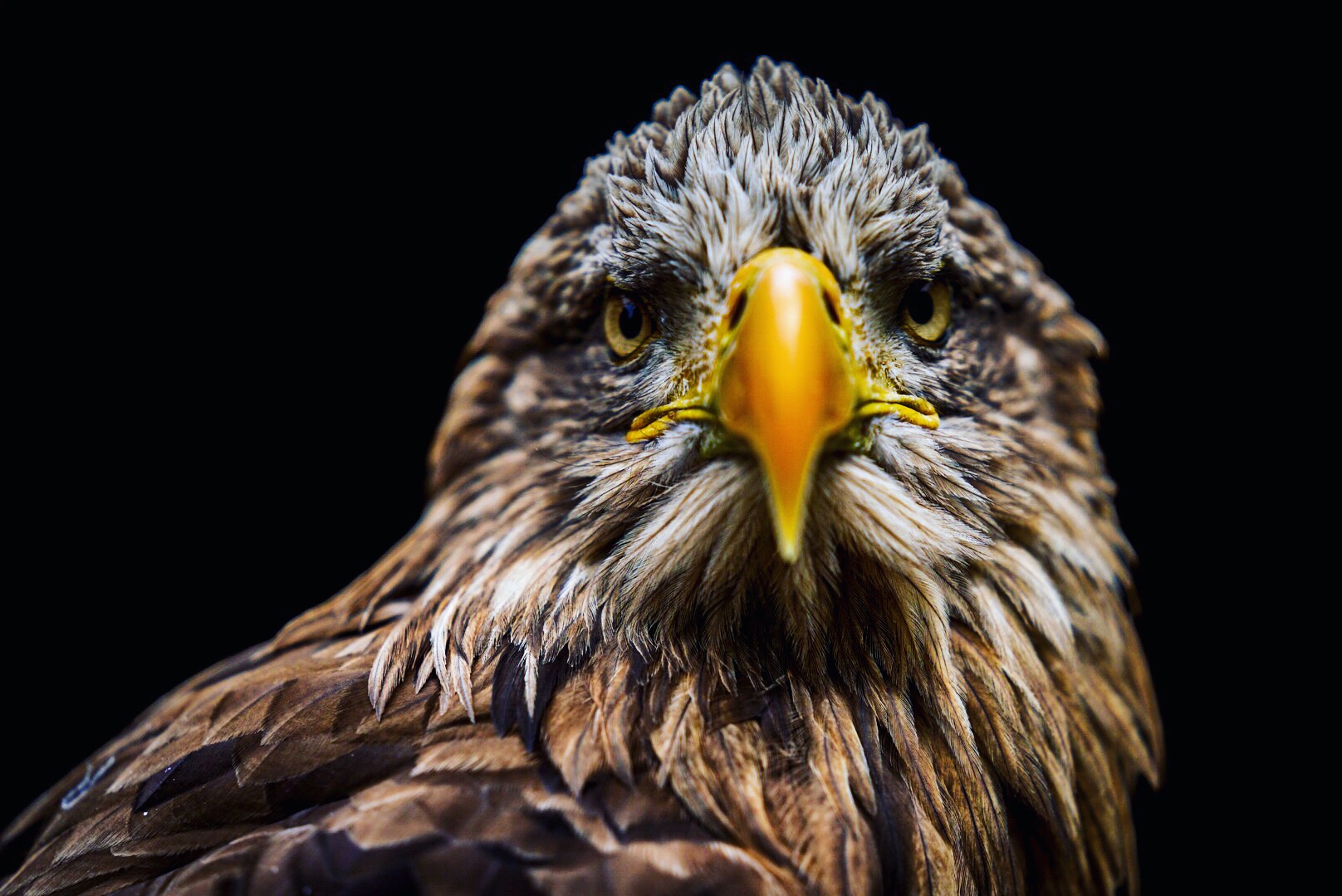 Europäischer Seeadler