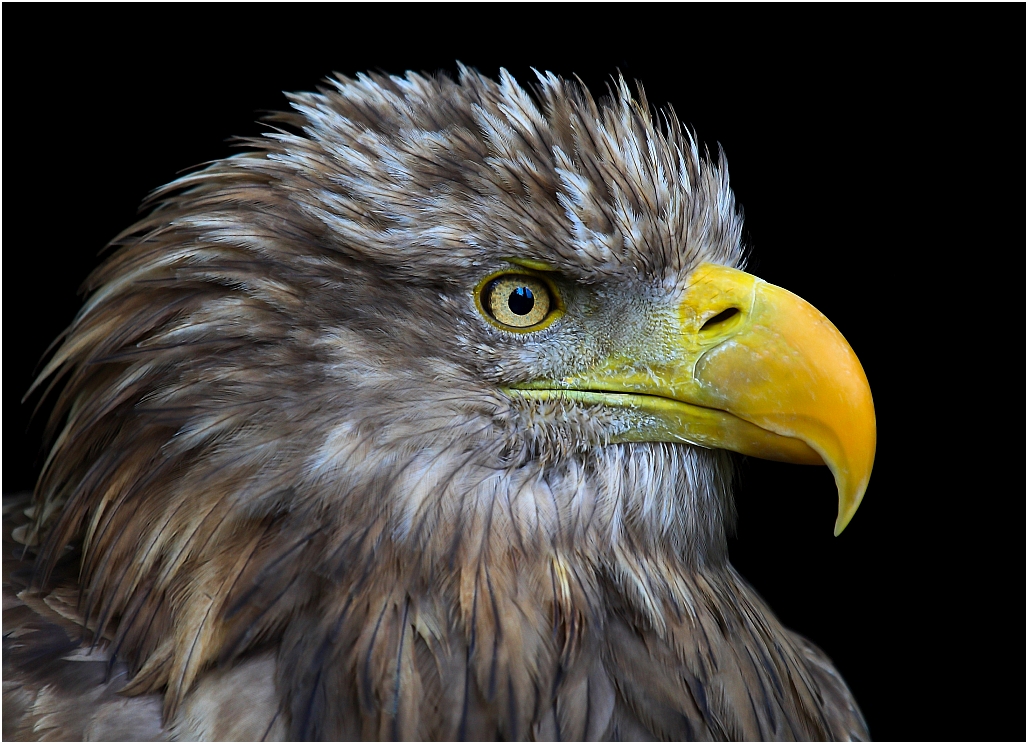 Europäischer Seeadler