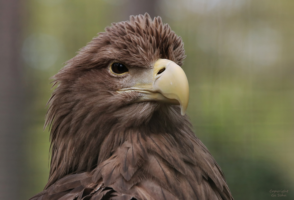 Europäischer Seeadler