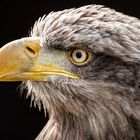 Europäischer Seeadler