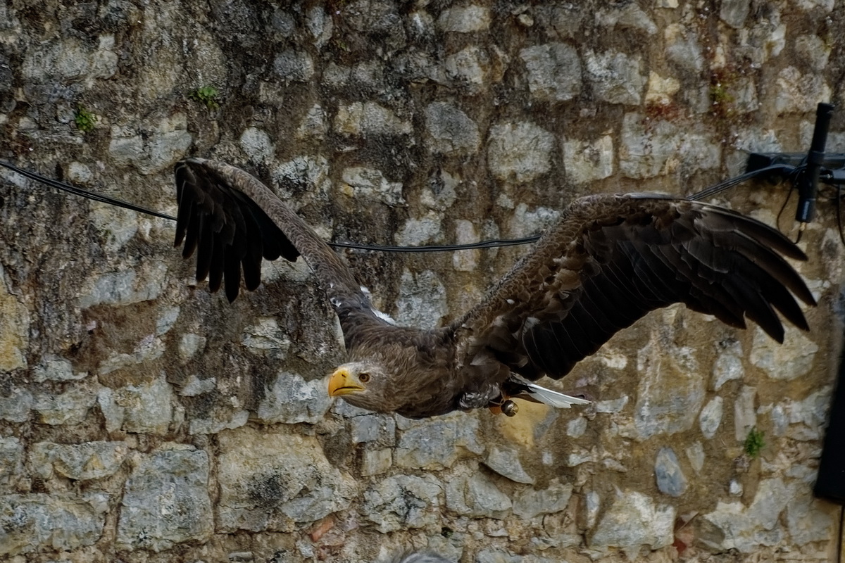 Europäischer Seeadler