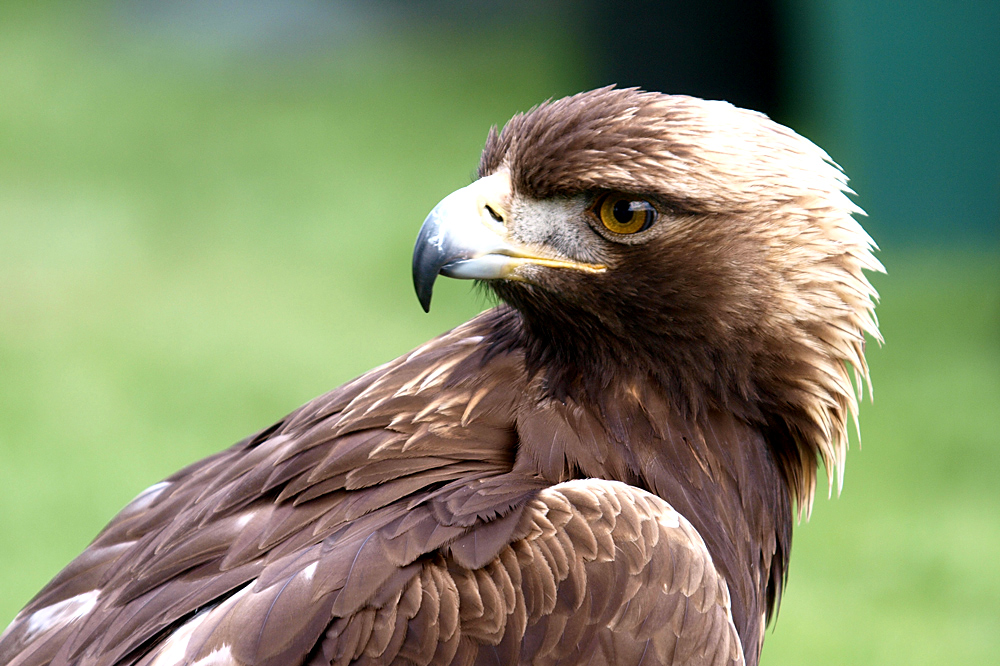 Europäischer Seeadler