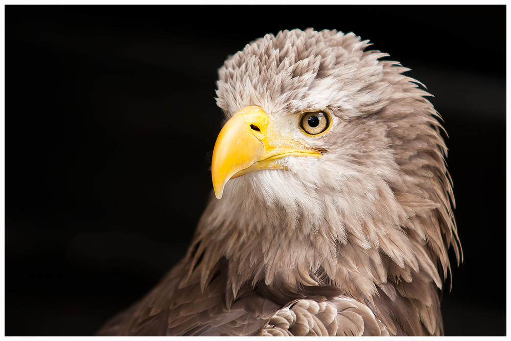 Europäischer Seeadler