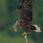 Europäischer Seeadler