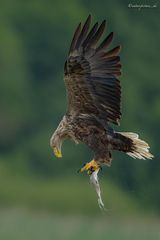 Europäischer Seeadler