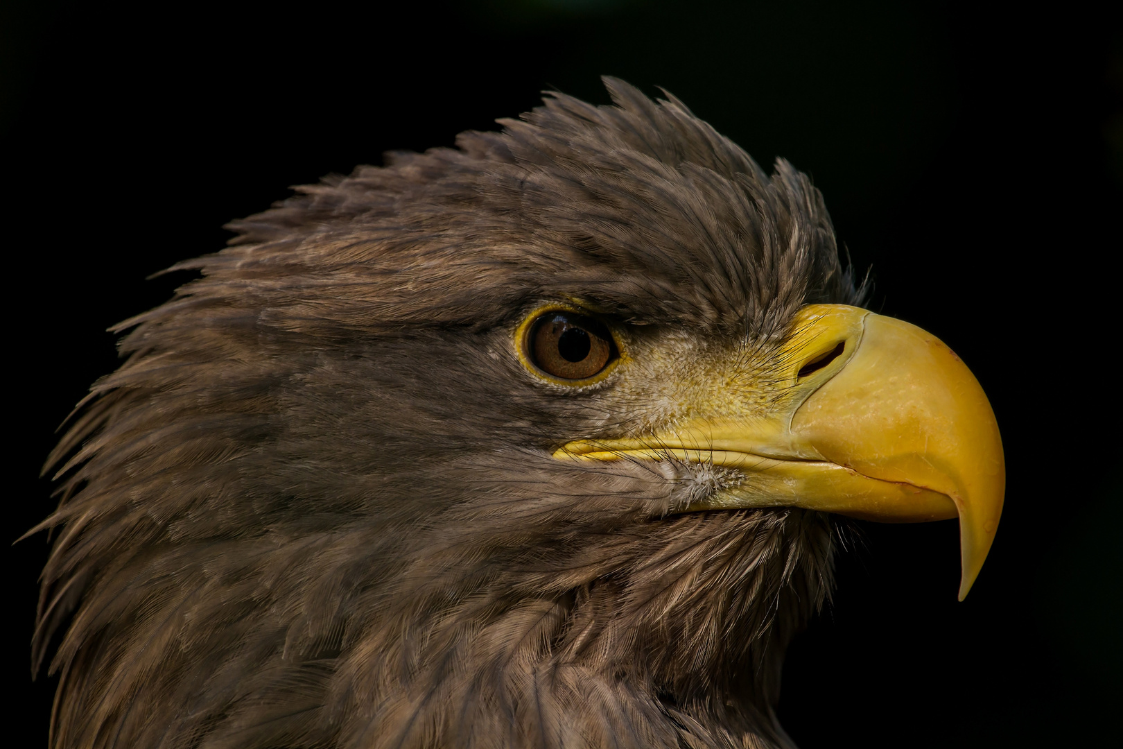 europäischer seeadler