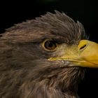 europäischer seeadler